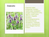 Liaudies medicina skaidrės 11 puslapis