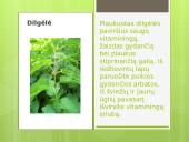 Liaudies medicina skaidrės 12 puslapis