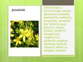 Liaudies medicina skaidrės 13 puslapis