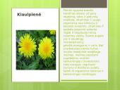 Liaudies medicina skaidrės 14 puslapis