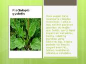 Liaudies medicina skaidrės 15 puslapis