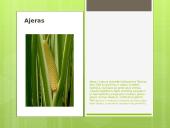 Liaudies medicina skaidrės 7 puslapis