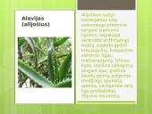 Liaudies medicina skaidrės 8 puslapis