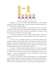Magistralės referatas 14 puslapis