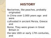 Nectarine 11 puslapis