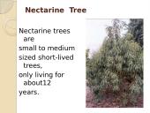 Nectarine 4 puslapis