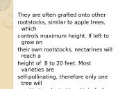 Nectarine 5 puslapis