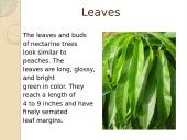 Nectarine 6 puslapis