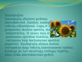 Augalų teikiama nauda žmonėms 4 puslapis