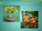 Augalų teikiama nauda žmonėms 9 puslapis