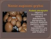 Kokie yra grybai, informacija apie jos, kur auga ir kokių sąlygų reikia 12 puslapis