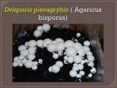 Kokie yra grybai, informacija apie jos, kur auga ir kokių sąlygų reikia 13 puslapis