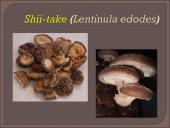 Kokie yra grybai, informacija apie jos, kur auga ir kokių sąlygų reikia 16 puslapis