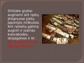 Kokie yra grybai, informacija apie jos, kur auga ir kokių sąlygų reikia 19 puslapis