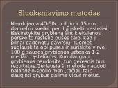 Kokie yra grybai, informacija apie jos, kur auga ir kokių sąlygų reikia 20 puslapis