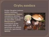 Kokie yra grybai, informacija apie jos, kur auga ir kokių sąlygų reikia 4 puslapis
