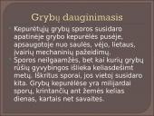 Kokie yra grybai, informacija apie jos, kur auga ir kokių sąlygų reikia 5 puslapis