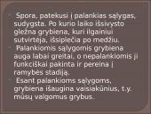 Kokie yra grybai, informacija apie jos, kur auga ir kokių sąlygų reikia 6 puslapis