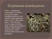 Kokie yra grybai, informacija apie jos, kur auga ir kokių sąlygų reikia 7 puslapis