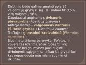 Kokie yra grybai, informacija apie jos, kur auga ir kokių sąlygų reikia 10 puslapis