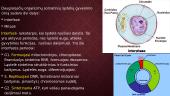 Ląstelių mitozė 2 puslapis