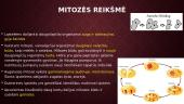 Ląstelių mitozė 9 puslapis
