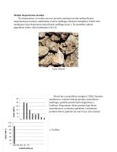 Rutulinis malūnas 7 puslapis