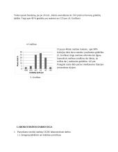 Rutulinis malūnas 9 puslapis