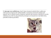 Atsargų valdymo samprata, rūšys ir problemos 5 puslapis