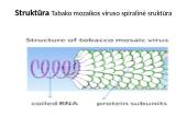Mikrobiologija skaidrės 14 puslapis