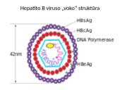 Mikrobiologija skaidrės 15 puslapis