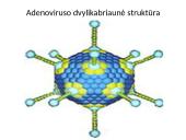 Mikrobiologija skaidrės 16 puslapis