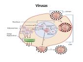 Mikrobiologija skaidrės 8 puslapis