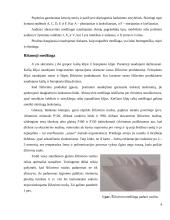 Šlifavimo medžiagos 4 puslapis