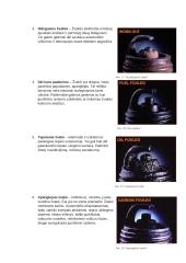 Automobilių uždegimo žvakės 12 puslapis