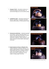 Automobilių uždegimo žvakės 13 puslapis