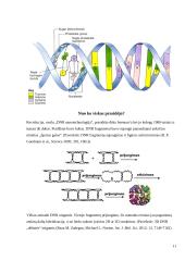 Bionanotechnologijos gyvoje gamtoje ir technologijose 11 puslapis