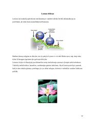 Bionanotechnologijos gyvoje gamtoje ir technologijose 14 puslapis