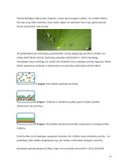 Bionanotechnologijos gyvoje gamtoje ir technologijose 15 puslapis