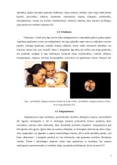 Akies ydos ir korekcija. Regos tyrimai 5 puslapis