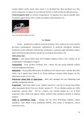 Akies ydos ir korekcija. Regos tyrimai 10 puslapis