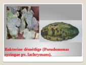 Lauko agurkai 11 puslapis