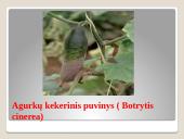 Lauko agurkai 12 puslapis