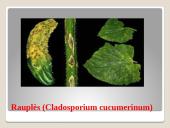 Lauko agurkai 13 puslapis