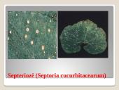 Lauko agurkai 14 puslapis