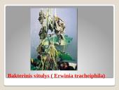 Lauko agurkai 15 puslapis