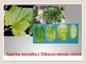 Lauko agurkai 16 puslapis