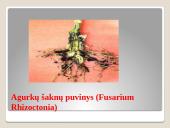 Lauko agurkai 17 puslapis