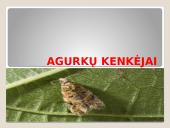 Lauko agurkai 18 puslapis