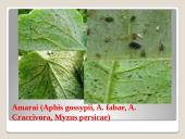 Lauko agurkai 19 puslapis